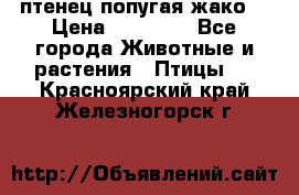 птенец попугая жако  › Цена ­ 60 000 - Все города Животные и растения » Птицы   . Красноярский край,Железногорск г.